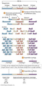Paired-end sequencing and scaffold assembly