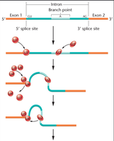 Steps of spliceosome-mediated splicing