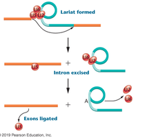 Lariat formation and exon ligation in splicing