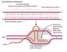 Intrinsic termination of transcription in bacteria