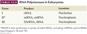 Table of RNA polymerases in eukaryotes