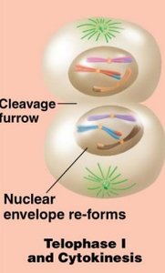 Telophase I and cytokinesis