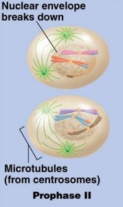 Prophase II