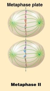 Metaphase II