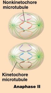 Anaphase II