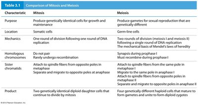 Comparison of mitosis and meiosis table