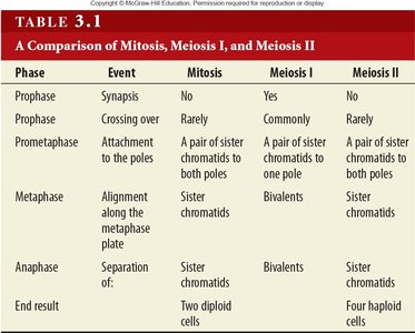 Comparison of mitosis, meiosis I, and meiosis II table