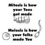 Mitosis vs. Meiosis cartoon