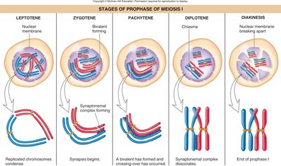 Stages of prophase I of meiosis