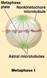 Metaphase I