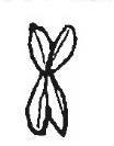 Drawing of a chromosome