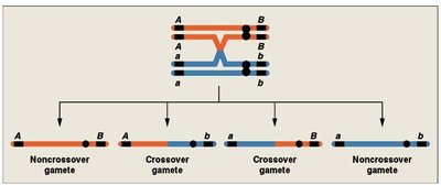 Double crossover and gamete types