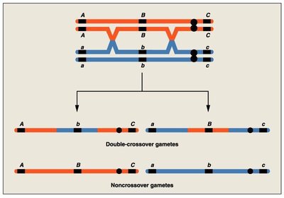 Three-point cross and gene order determination