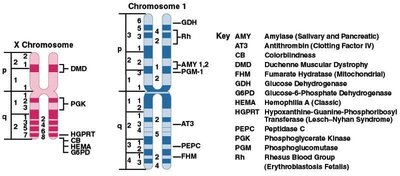 Chromosome map showing gene locations