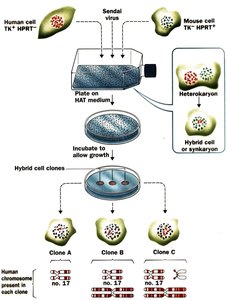 Hybrid cell clone generation process