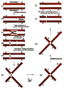 Crossover and gamete types