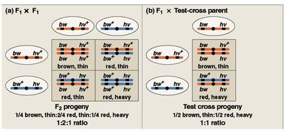 Linkage and recombination frequency examples