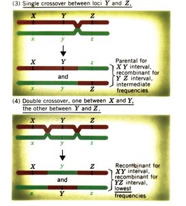 Single and double crossover illustration