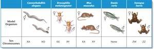 Table of sex chromosomes in model organisms