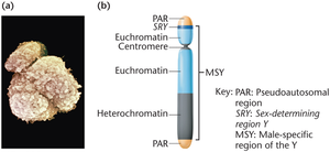 Y chromosome structure and SRY region
