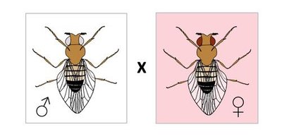 Morgan's Drosophila cross