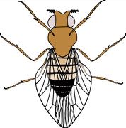 Drosophila cross diagram