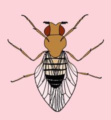 Male Drosophila