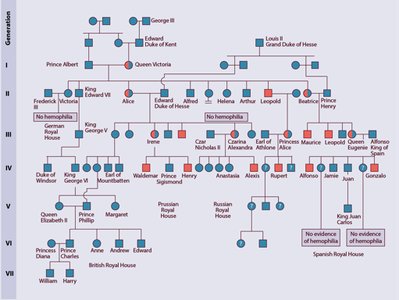 Barr body inactivation