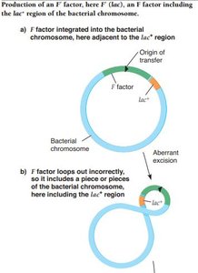 Diagram showing aberrant excision and formation of F' factor