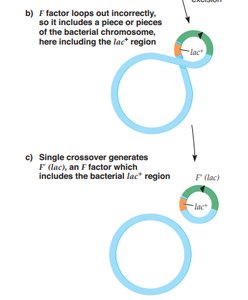 Single crossover generating F' factor with bacterial genes