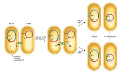 Hfr conjugation and gene transfer sequence