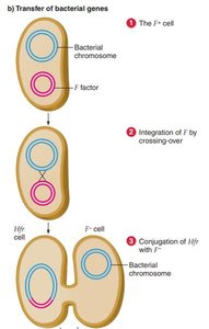 Steps of Hfr conjugation and recombination in recipient