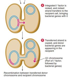 Recombination between transferred donor and recipient chromosomes