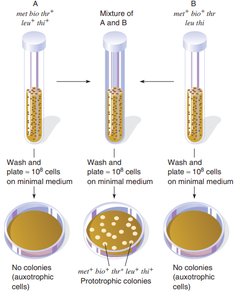 Lederberg and Tatum experiment showing genetic recombination in E. coli