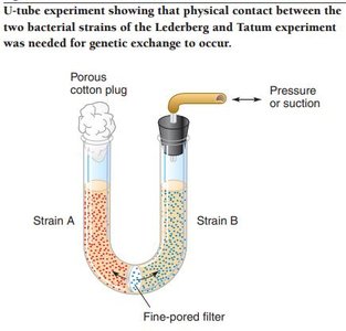 Bernard Davis U-tube experiment demonstrating the requirement for cell-to-cell contact in conjugation