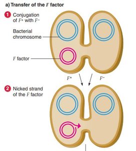 Steps of F factor transfer during bacterial conjugation