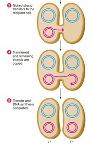 Continuation of F factor transfer and DNA synthesis during conjugation