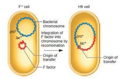 Integration of F factor into bacterial chromosome to form Hfr cell