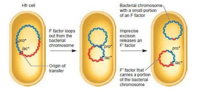 Formation of F' factor by imprecise excision from Hfr chromosome