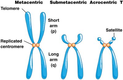 Types of chromosomes based on centromere position