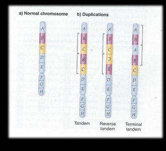 Types of duplications: tandem, reverse tandem, terminal tandem