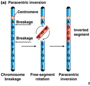 Paracentric inversion