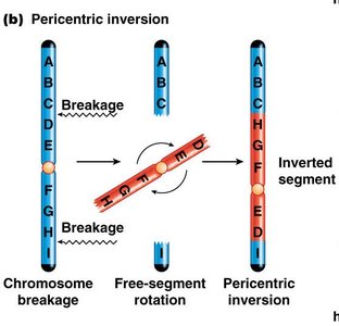 Pericentric inversion