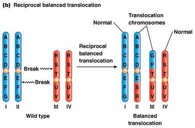 Reciprocal balanced translocation