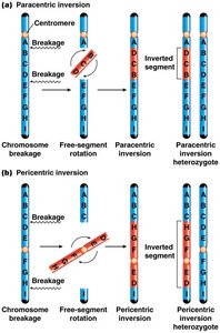 Paracentric and pericentric inversion
