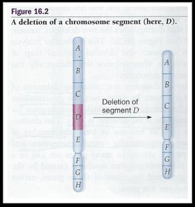 Chromosome segment deletion
