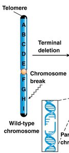 Terminal deletion and chromosome break