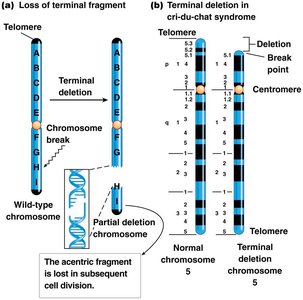 Terminal deletion and cri-du-chat syndrome