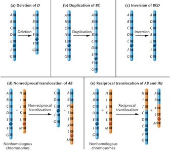 Overview of types of chromosome aberrations