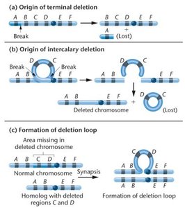 Origins of terminal and intercalary deletions and deletion loop formation